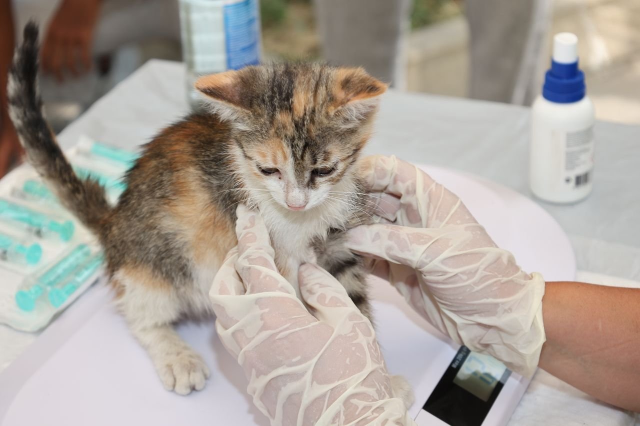 Kitten receiving veterinary care on a table. Gloves and syringes visible.